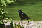 carrion crow