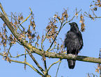 carrion crow