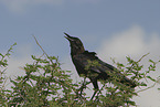 Carrion Crow