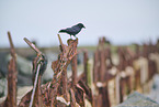 carrion crow