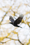 carrion crow