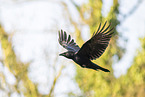 carrion crow