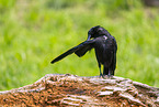 Carrion crow