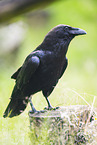 Carrion crow