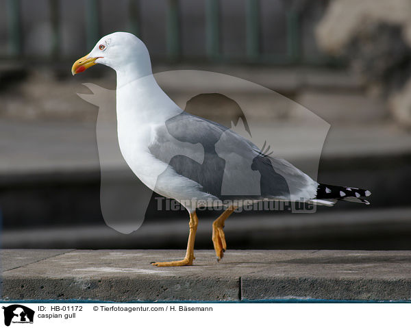 caspian gull / HB-01172