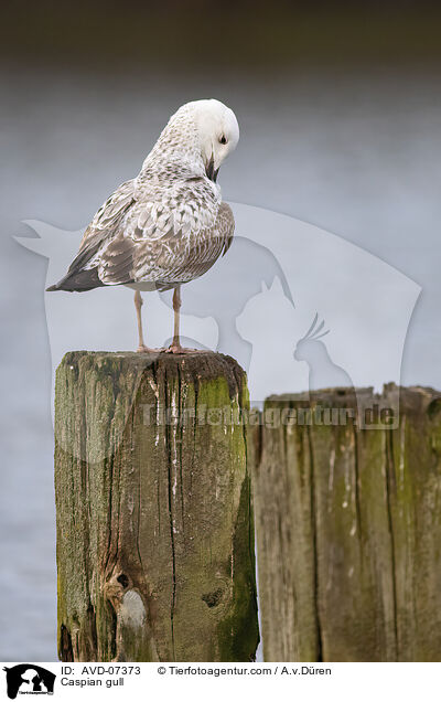 Caspian gull / AVD-07373