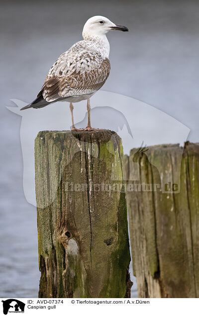 Caspian gull / AVD-07374