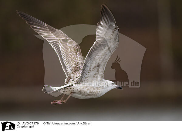 Steppenmwe / Caspian gull / AVD-07379