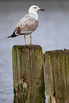 Caspian gull