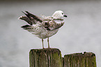 Caspian gull