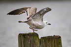 Caspian gull