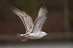 Caspian gull