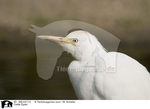 Kuhreiher / Cattle Egret / WS-02113