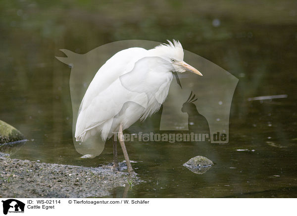 Kuhreiher / Cattle Egret / WS-02114