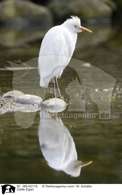 Kuhreiher / Cattle Egret / WS-02116