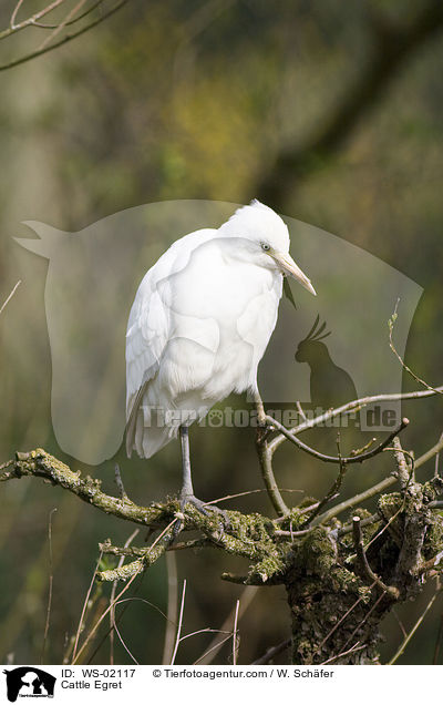 Kuhreiher / Cattle Egret / WS-02117