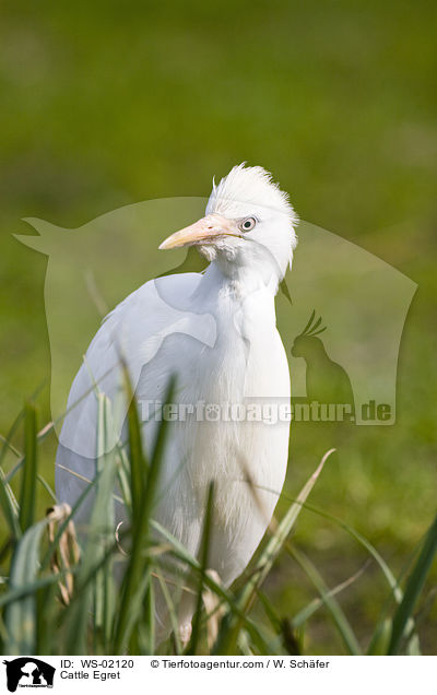 Kuhreiher / Cattle Egret / WS-02120