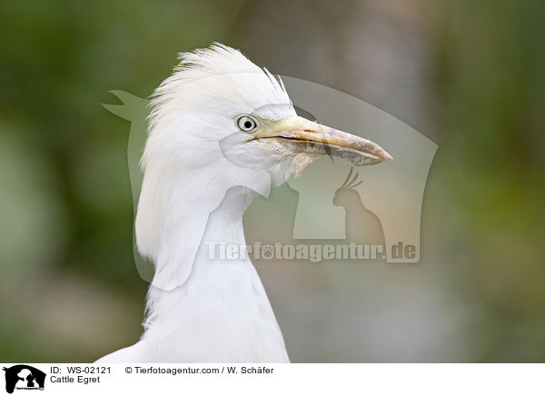 Kuhreiher / Cattle Egret / WS-02121