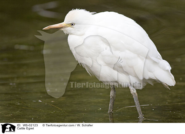 Kuhreiher / Cattle Egret / WS-02123