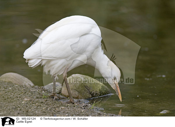 Kuhreiher / Cattle Egret / WS-02124