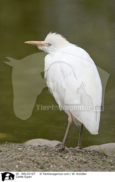 Kuhreiher / Cattle Egret / WS-02127