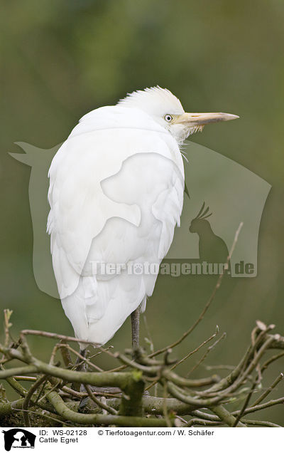 Kuhreiher / Cattle Egret / WS-02128