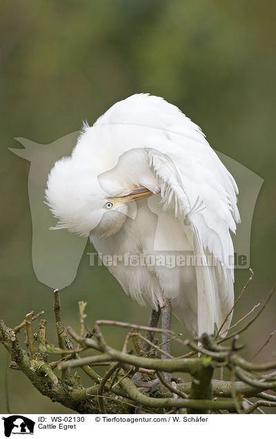 Kuhreiher / Cattle Egret / WS-02130