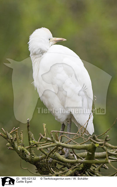 Kuhreiher / Cattle Egret / WS-02132