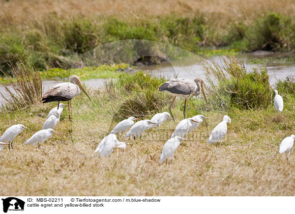 Kuhreiher und Nimmersatt / cattle egret and yellow-billed stork / MBS-02211