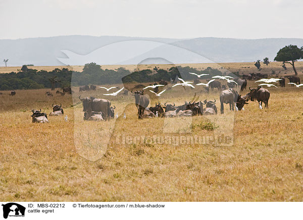 cattle egret / MBS-02212