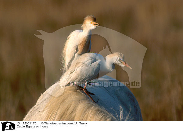 Kuhreiher auf Pferd / Cattle Egrets on horse / AT-01175