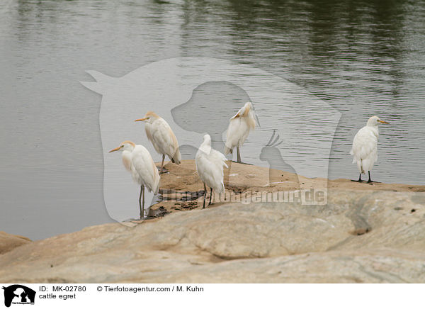 Kuhreiher / cattle egret / MK-02780