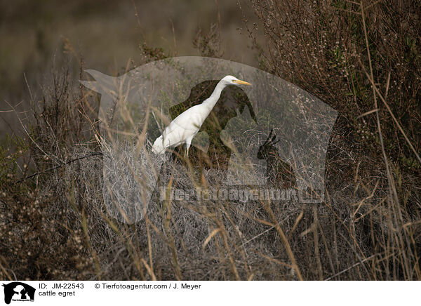 Kuhreiher / cattle egret / JM-22543