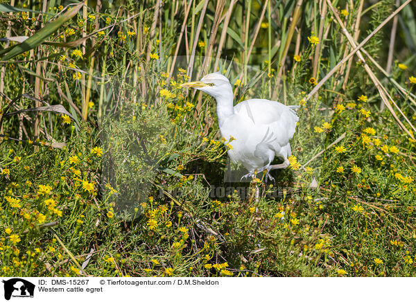 Western cattle egret / DMS-15267