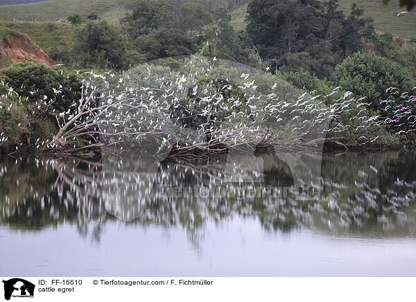 Kuhreiher / cattle egret / FF-16610