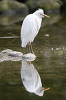 Cattle Egret