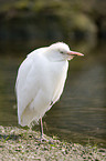 Cattle Egret