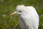 Cattle Egret