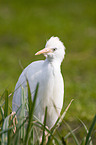 Cattle Egret