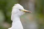 Cattle Egret