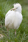 Cattle Egret