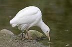 Cattle Egret