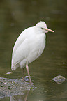 Cattle Egret