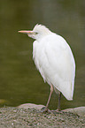 Cattle Egret