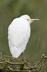 Cattle Egret