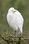 Cattle Egret