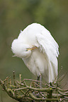 Cattle Egret