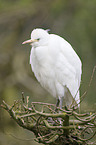 Cattle Egret