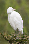 Cattle Egret