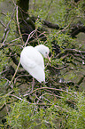 Cattle Egret